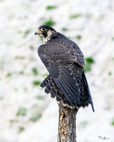 valk_roofvogels_TH_0264