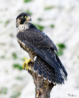valk_roofvogels_TH_0266