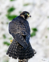 valk_roofvogels_TH_0265