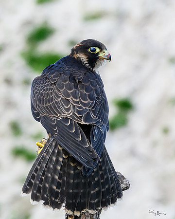 valk_roofvogels_TH_0265