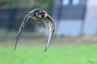 valk_roofvogels_TH_0267