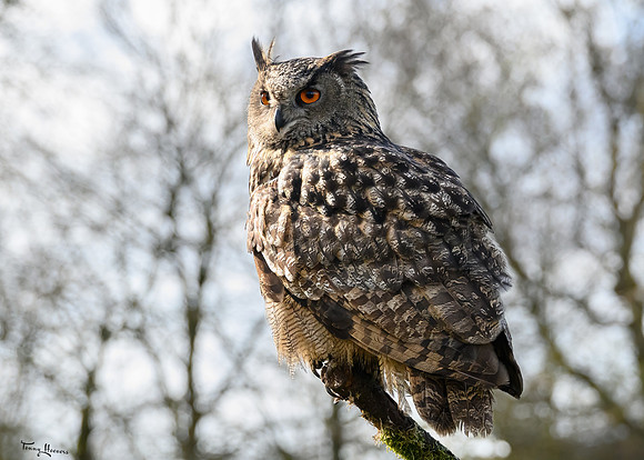 valk_roofvogels_TH_0268