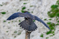 valk_roofvogels_TH_0263