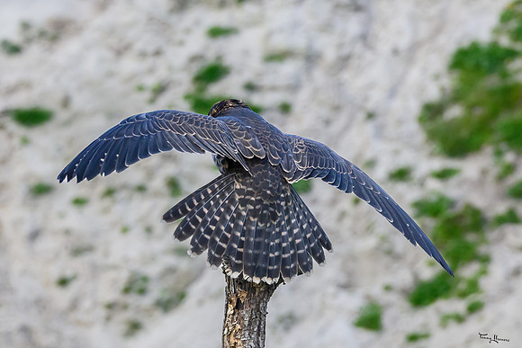 valk_roofvogels_TH_0263