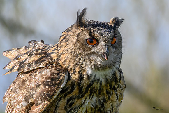 valk_roofvogels_TH_0270