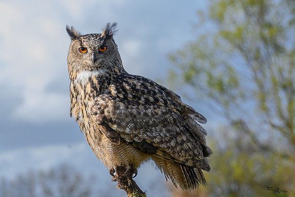 valk_roofvogels_TH_0269