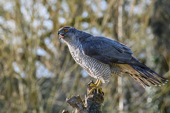 valk_roofvogels_TH_0273