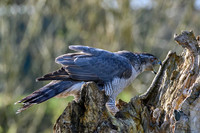 valk_roofvogels_TH_0272