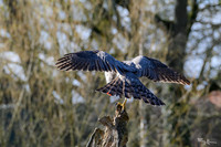 valk_roofvogels_TH_0271