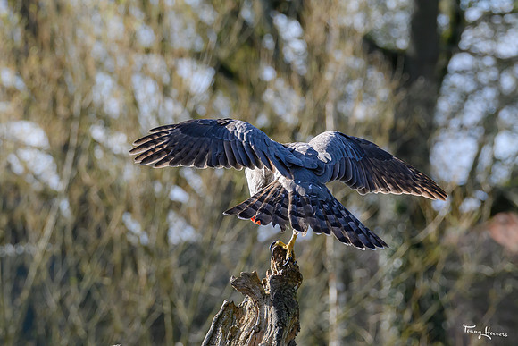 valk_roofvogels_TH_0271