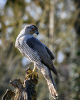 valk_roofvogels_TH_0274