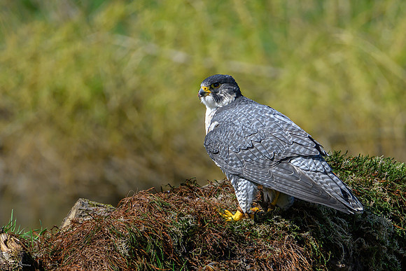 valk_roofvogels_TH_0275