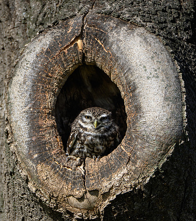 valk_roofvogels_TH_0276