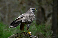vogelhut_zuurberg_TH_0323