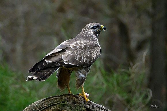 vogelhut_zuurberg_TH_0323