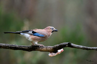 vogelhut_zuurberg_TH_0324