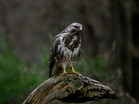 020426 - Vogelhut Zuurberg