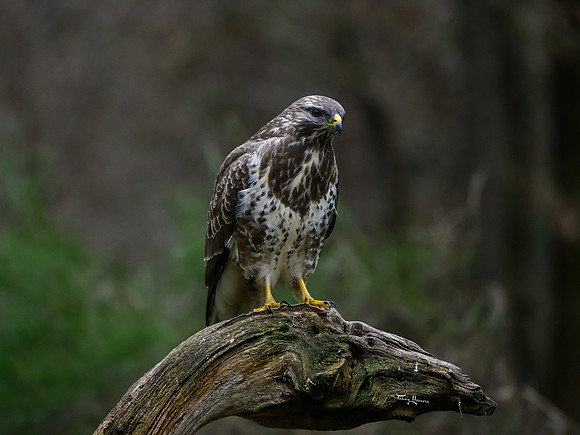 vogelhut_zuurberg_TH_0320