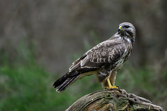 vogelhut_zuurberg_TH_0322
