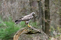 vogelhut_zuurberg_TH_0326