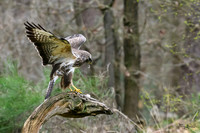 vogelhut_zuurberg_TH_0327