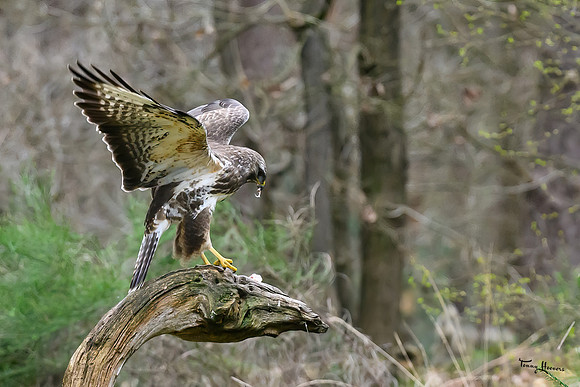 vogelhut_zuurberg_TH_0327