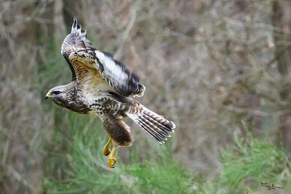 vogelhut_zuurberg_TH_0328