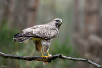 vogelhut_zuurberg_TH_0329