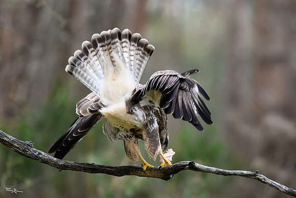 vogelhut_zuurberg_TH_0333