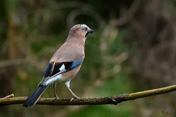 vogelhut_zuurberg_TH_0331