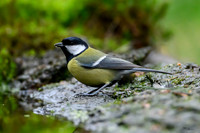 vogelhut_zuurberg_TH_0330