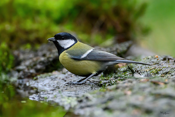 vogelhut_zuurberg_TH_0330