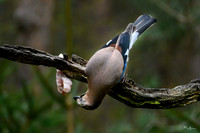 vogelhut_zuurberg_TH_0332