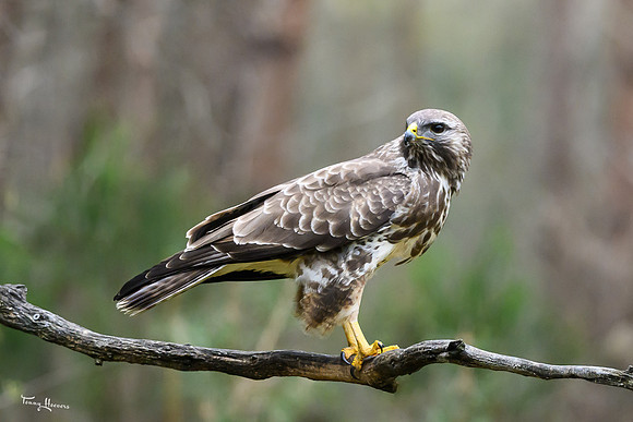vogelhut_zuurberg_TH_0335