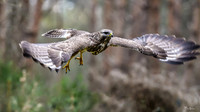 vogelhut_zuurberg_TH_0336