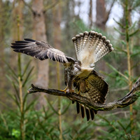 vogelhut_zuurberg_TH_0337