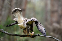 vogelhut_zuurberg_TH_0334