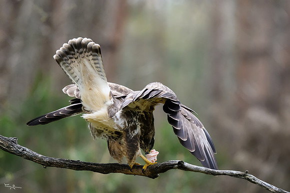 vogelhut_zuurberg_TH_0334