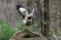 vogelhut_zuurberg_TH_0339