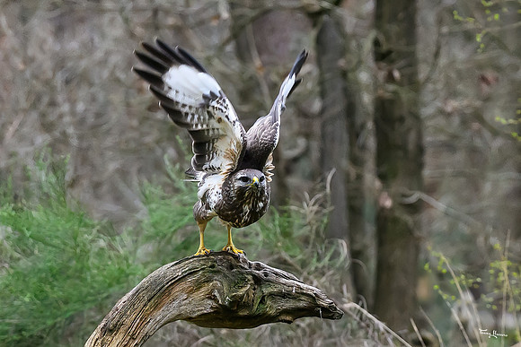 vogelhut_zuurberg_TH_0339