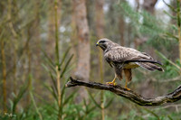 vogelhut_zuurberg_TH_0338