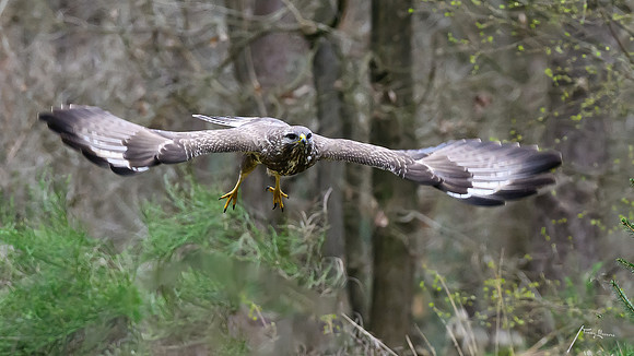 vogelhut_zuurberg_TH_0340
