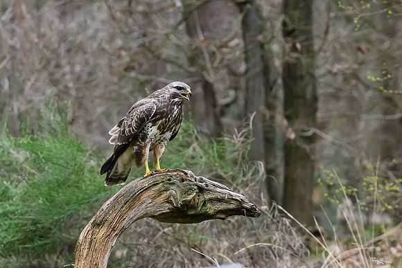 vogelhut_zuurberg_TH_0341