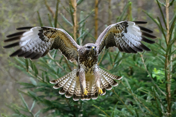 vogelhut_zuurberg_TH_0342