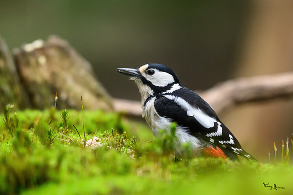 vogelhut_zuurberg_TH_0343