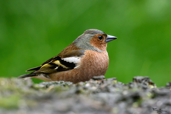 vogelhut_zuurberg_TH_0346
