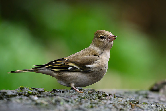 vogelhut_zuurberg_TH_0344