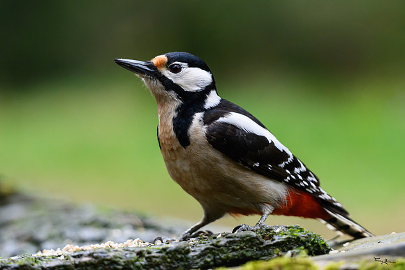 vogelhut_zuurberg_TH_0347