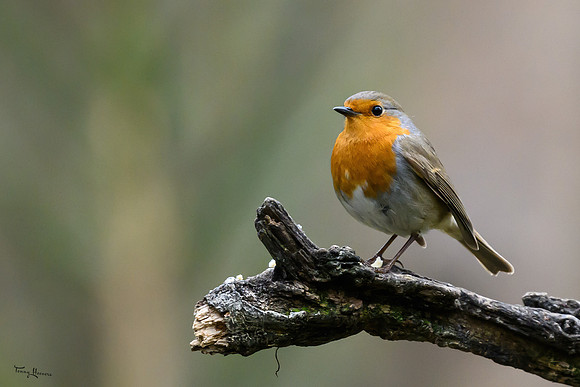 vogelhut_zuurberg_TH_0351