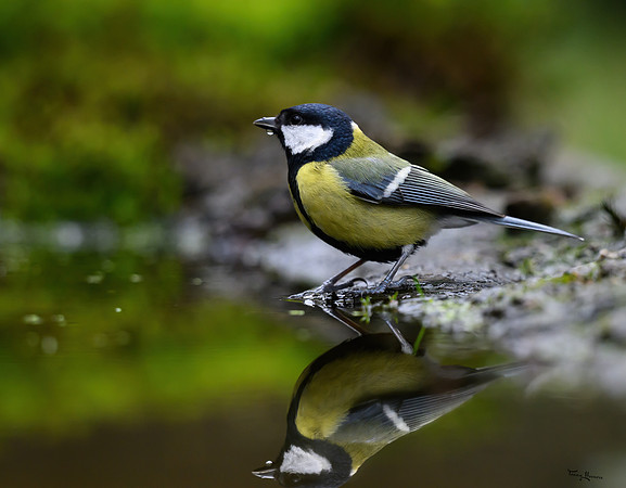 vogelhut_zuurberg_TH_0350
